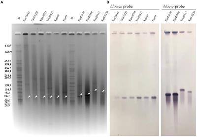 Co-colonization of different species harboring KPC or NDM carbapenemase in the same host gut: insight of resistance evolution by horizontal gene transfer